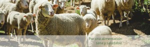 Por una alimentación sana y saludable