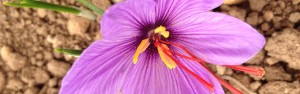 flor
