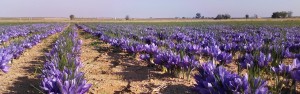 flores