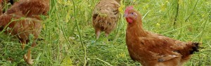 gallinas