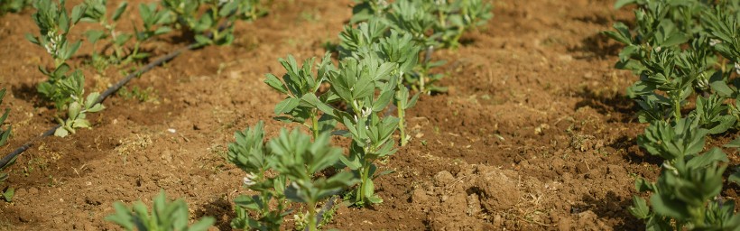 huerta