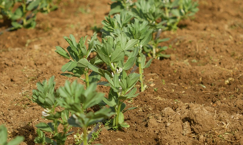 Pago de Ayuda de Agricultura Ecológica de Castilla y León Pago de Ayuda de Agricultura Ecológica de Castilla y León
