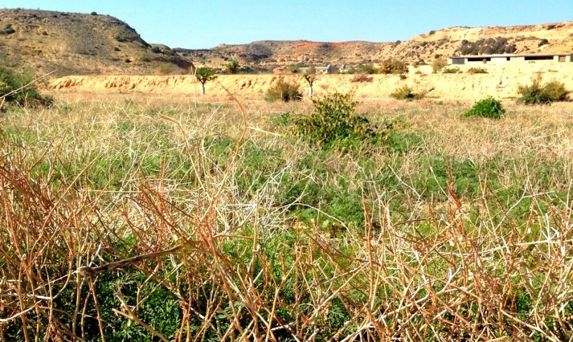 Nueva Instrucción Técnica Sobre Modificaciones del Periodo de Conversión en Producción Ecológica en Andalucía