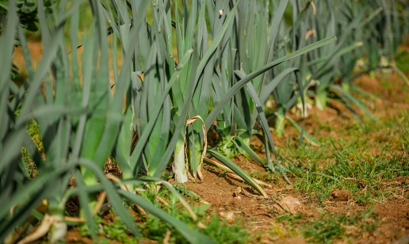 Inicio del Pago Verde en Andalucía Inicio del Pago Verde en Andalucía