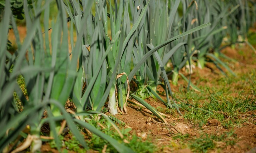 Ampliación del plazo de presentación de solicitudes de ayudas para fomentar la producción y comercialización de productos agroalimentarios de calidad diferenciada en Castilla-La Mancha Ampliación del plazo de presentación de solicitudes de ayudas para fomentar la producción y comercialización de productos agroalimentarios de calidad diferenciada en Castilla-La Mancha