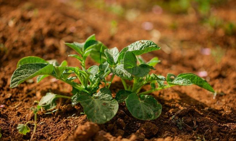 Publicado el Reglamento que recoge las nuevas normas sobre Producción Ecológica
