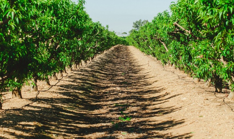 Registros de Producción Integrada de Andalucía: PRIN WEB Registros de Producción Integrada de Andalucía: PRIN WEB