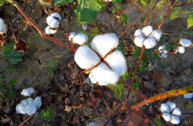 Nuevo Reglamento de Producción Integrada de Algodón en Andalucía Nuevo Reglamento de Producción Integrada de Algodón en Andalucía