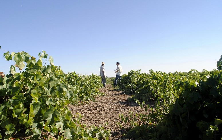 Plataforma para la Defensa de la Agricultura Ecológica en Castilla la Mancha Plataforma para la Defensa de la Agricultura Ecológica en Castilla la Mancha