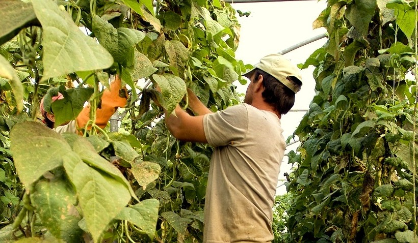 La Propuesta de Normativa sobre Agricultura Ecológica en manos de la Presidencia Maltesa para llegar a un Acuerdo La Propuesta de Normativa sobre Agricultura Ecológica en manos de la Presidencia Maltesa para llegar a un Acuerdo