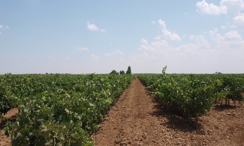 Viticultura Ecológica. Una Formación de Futuro Viticultura Ecológica. Una Formación de Futuro