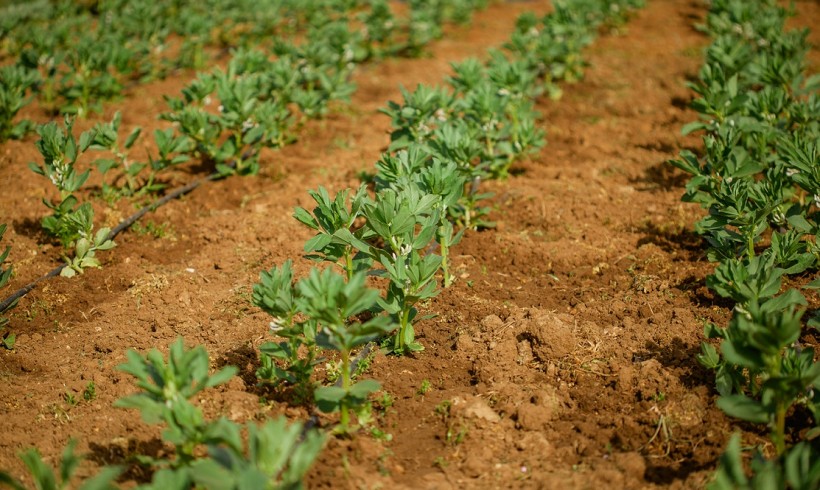 El sistema de producción en Agricultura Ecológica favorecerá la incorporación a los Jóvenes Agricultores de Castilla La Mancha. El sistema de producción en Agricultura Ecológica favorecerá la incorporación a los Jóvenes Agricultores de Castilla La Mancha.