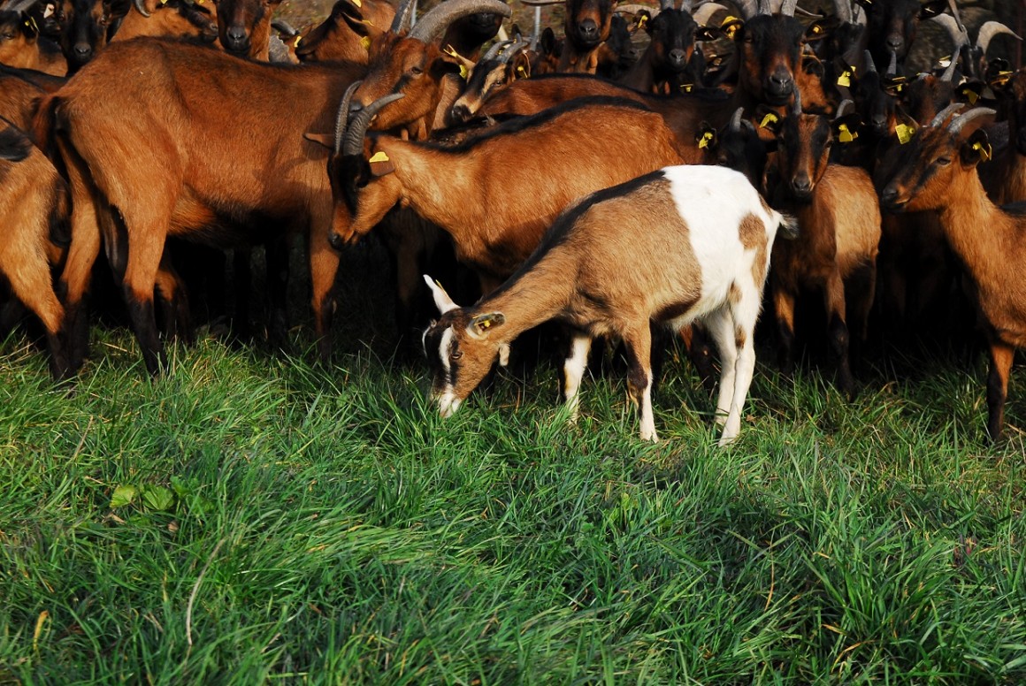 Los Ganaderos de Leche se lanzan a por la Producción Ecológica