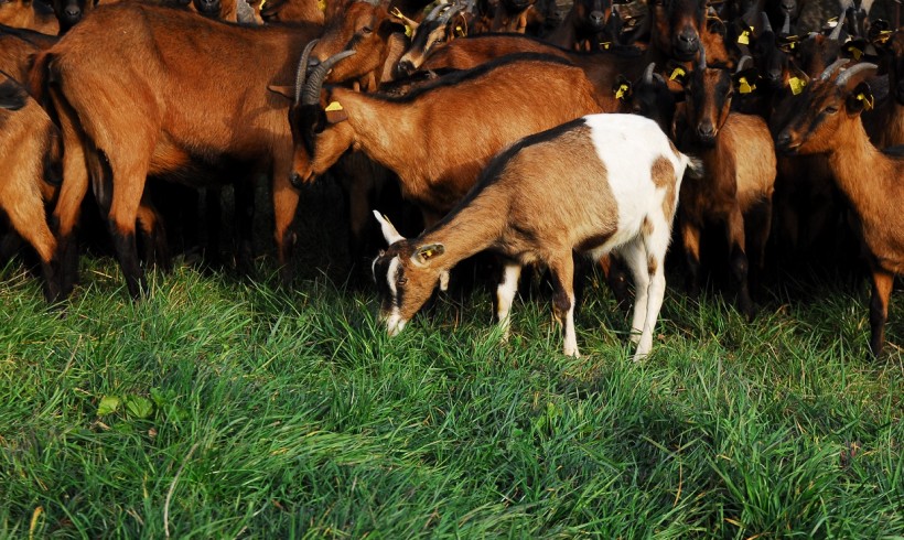 Los Ganaderos de Leche se lanzan a por la Producción Ecológica Los Ganaderos de Leche se lanzan a por la Producción Ecológica