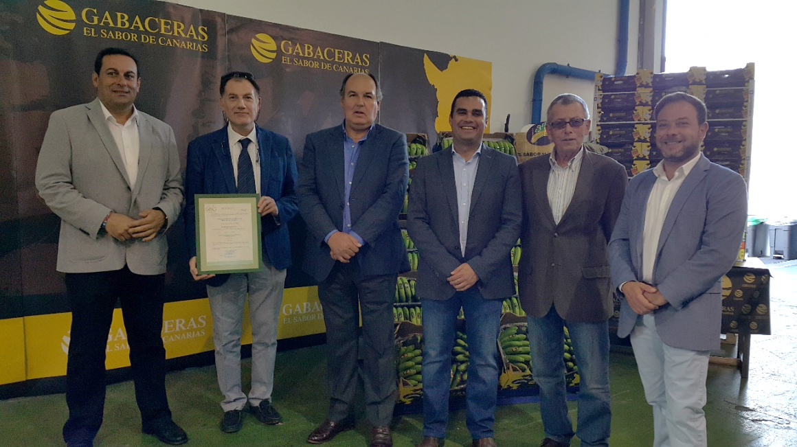 SAT Europlátano, primera OPP que obtiene la Certificación de la IGP Plátano de Canarias