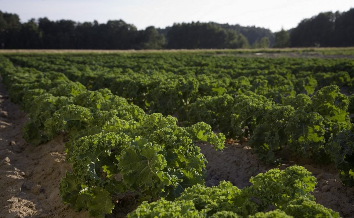 NUEVA PROPUESTA DE AGRICULTURA ECOLÓGICA