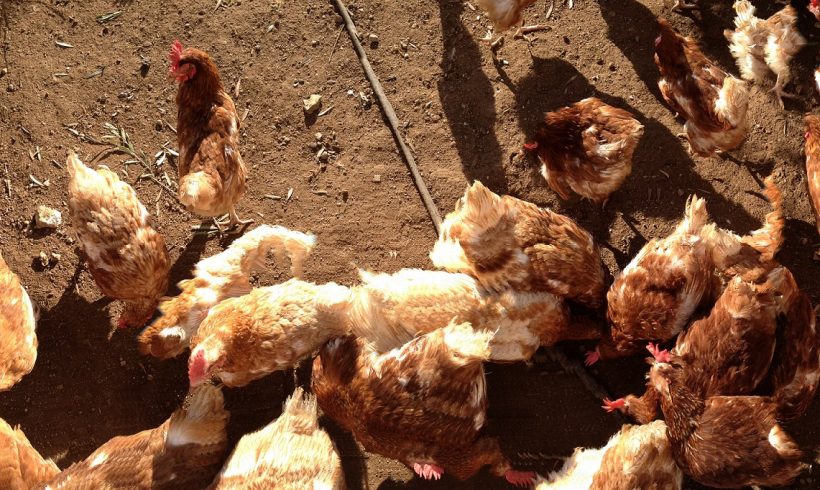Normas excepcionales de la Producción Ecológica relacionadas con la No Disponibilidad de Pollitas Ecológicas Normas excepcionales de la Producción Ecológica relacionadas con la No Disponibilidad de Pollitas Ecológicas