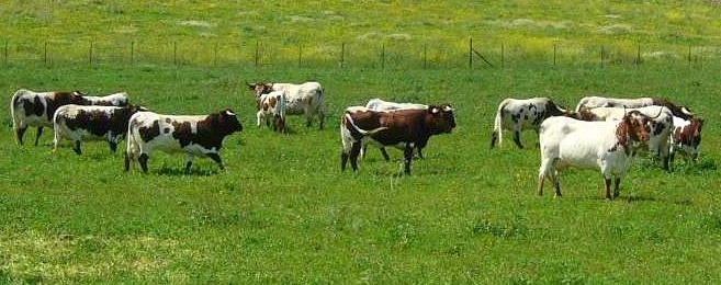 Aprobado por la Comisión Europea el Pastoreo en Tierras de Barbecho Aprobado por la Comisión Europea el Pastoreo en Tierras de Barbecho