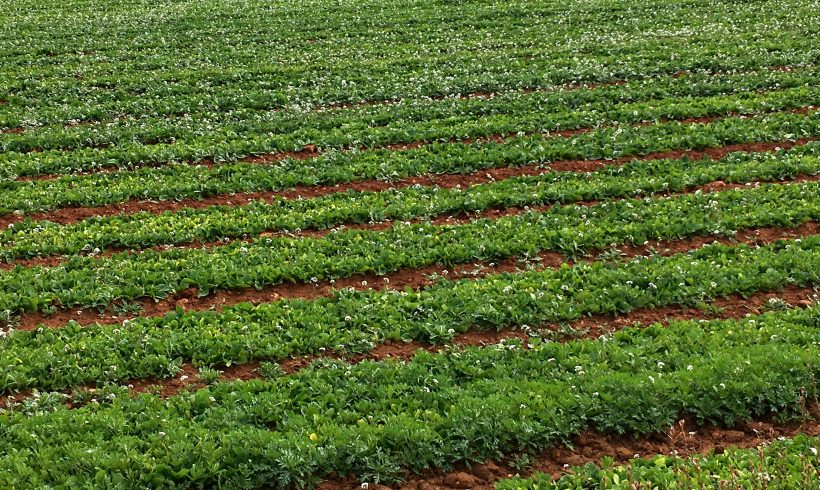 Nuevas Ayudas para Financiar los Costes de Certificación para Producción Ecológica en Andalucía