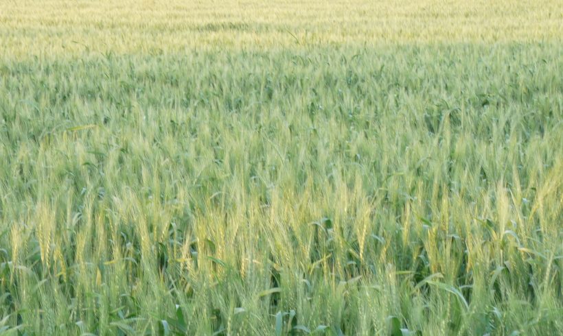 Los Agricultores de Castilla y León reclaman más ayudas para impulsar la producción ecológica