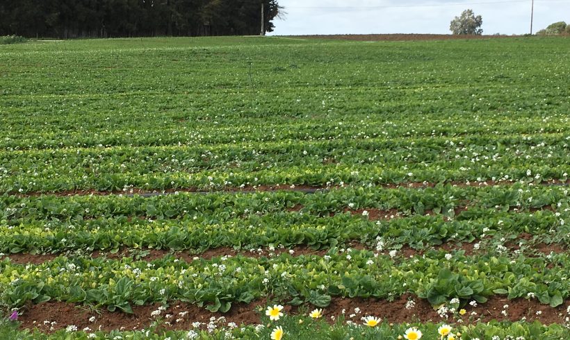 Andalucía Abona 33,6 Millones del PDR en Ayudas para la Agricultura y la Ganadería Ecológicas Andalucía Abona 33,6 Millones del PDR en Ayudas para la Agricultura y la Ganadería Ecológicas