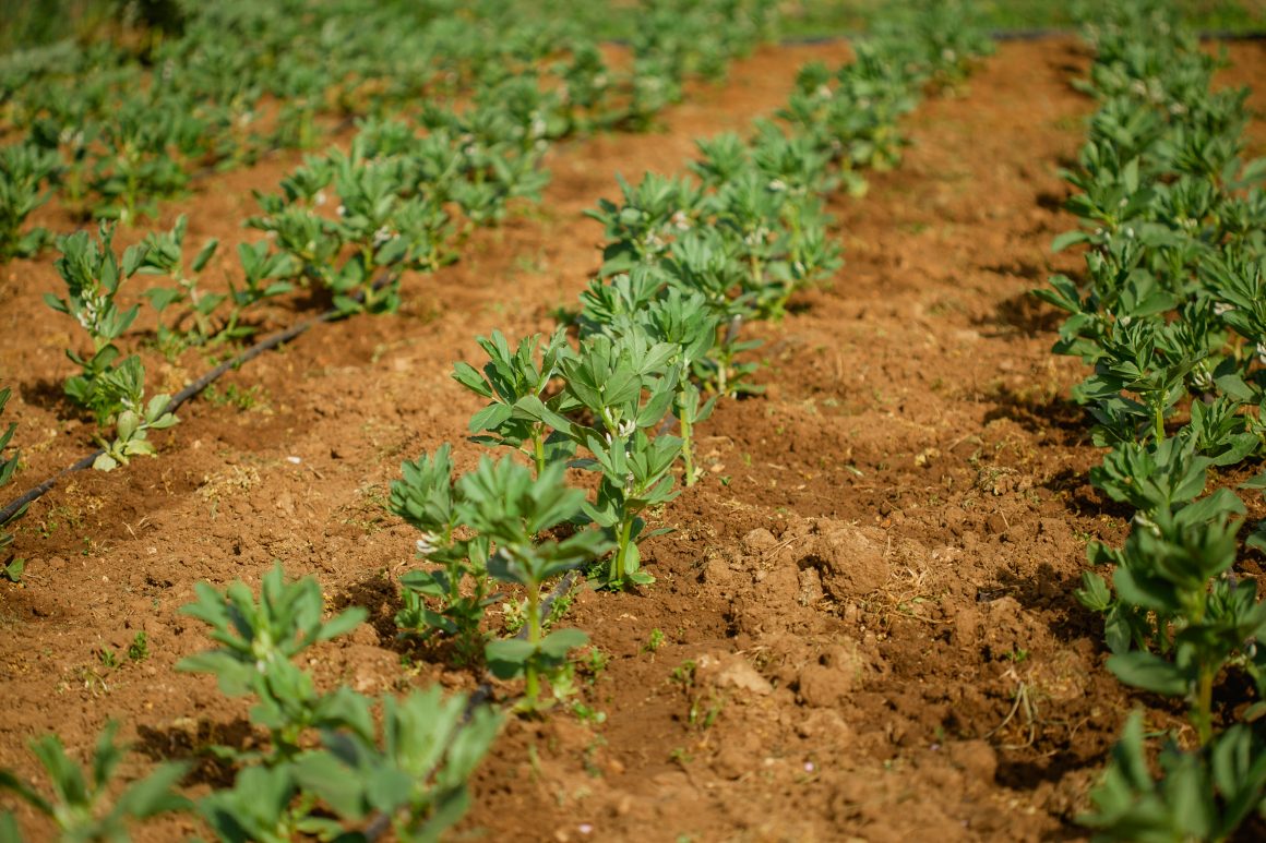 Aprobado en Andalucía el reconocimiento retroactivo o la reducción del tiempo de transición a la conversión a la Producción Ecológica
