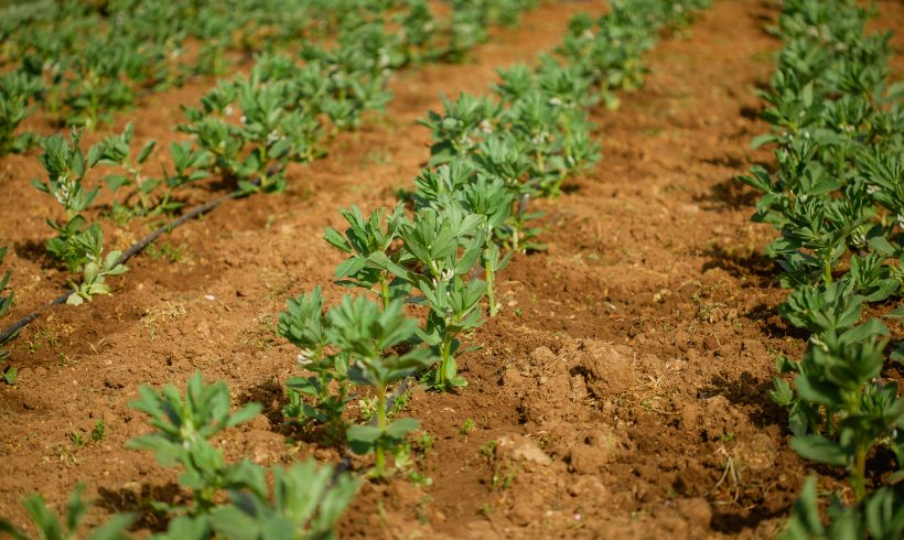 Aprobado en Andalucía el reconocimiento retroactivo o la reducción del tiempo de transición a la conversión a la Producción Ecológica Aprobado en Andalucía el reconocimiento retroactivo o la reducción del tiempo de transición a la conversión a la Producción Ecológica