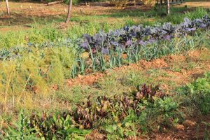 producción, ecológica, exportación, Suiza