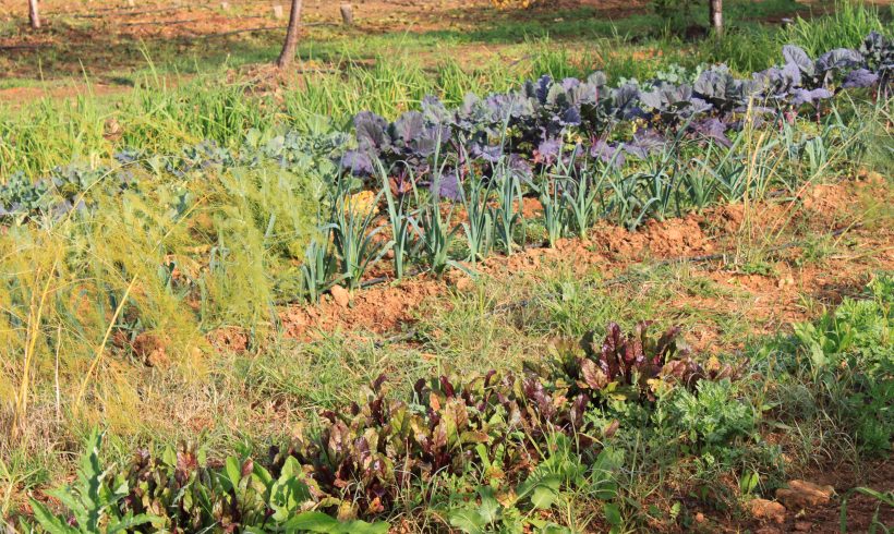 Suiza, uno de los destinos del producto ecológico español (BIO SUISSE) Suiza, uno de los destinos del producto ecológico español (BIO SUISSE)