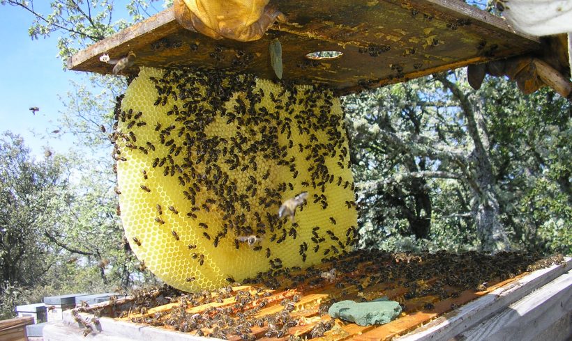 I Concurso Hispano-Luso de Mieles Ecológica