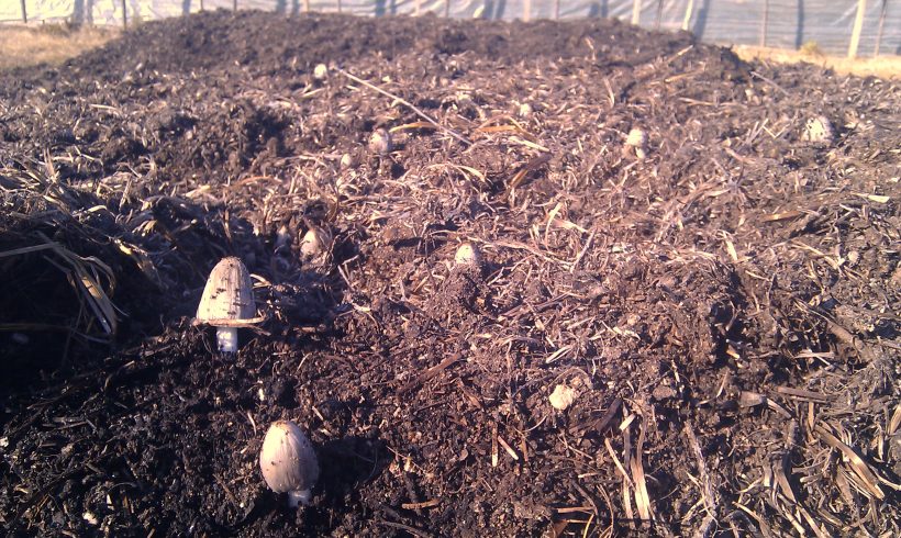 Compostaje en Producción Ecológica Compostaje en Producción Ecológica