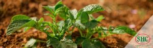 Producción Ecológica SHC