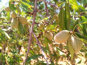 almendro, ecológico