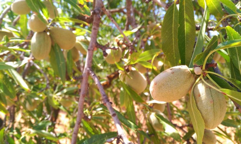 Soluciones frente a la Avispilla del Almendro para productores de almendra ecológica y apicultores