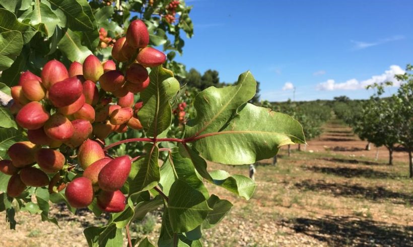 Pistachos