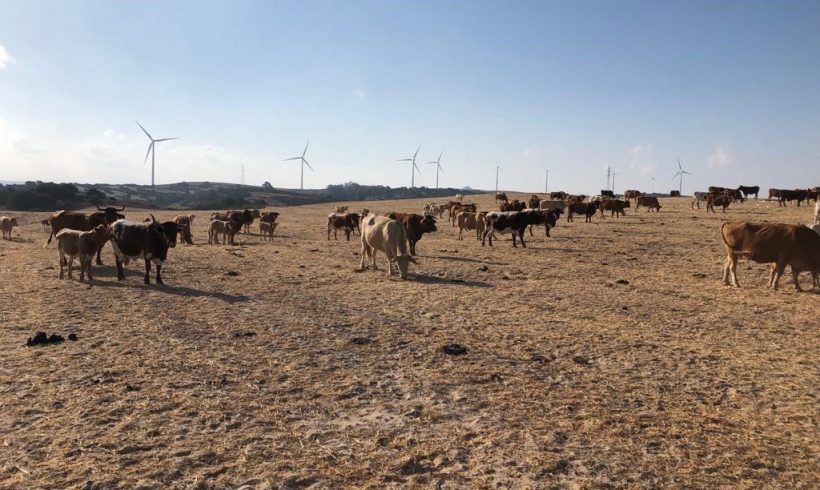 La Junta de Andalucía autoriza el uso de alimento convencional para el ganado ecológico como medida excepcional por la sequía La Junta de Andalucía autoriza el uso de alimento convencional para el ganado ecológico como medida excepcional por la sequía