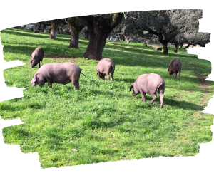 Bienestar Animal