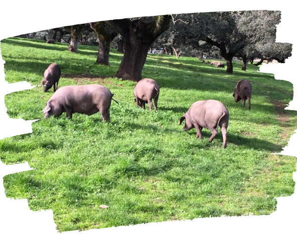 Bienestar Animal. Un valor diferencial para la ganadería