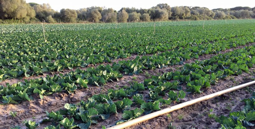 Riego de horticolas