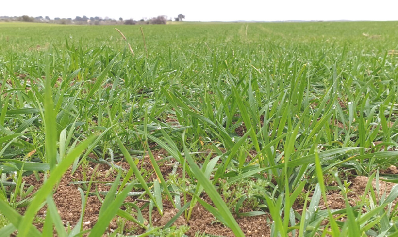 Se autorizan nuevas sustancias utilizables para Agricultura Ecológica Se autorizan nuevas sustancias utilizables para Agricultura Ecológica