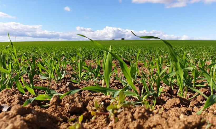 Nuevas claves para la competitividad en el sector agrario