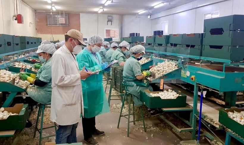 LA INDUSTRIA AGROALIMENTARIA EN LA NUEVA NORMALIDAD LA INDUSTRIA AGROALIMENTARIA EN LA NUEVA NORMALIDAD