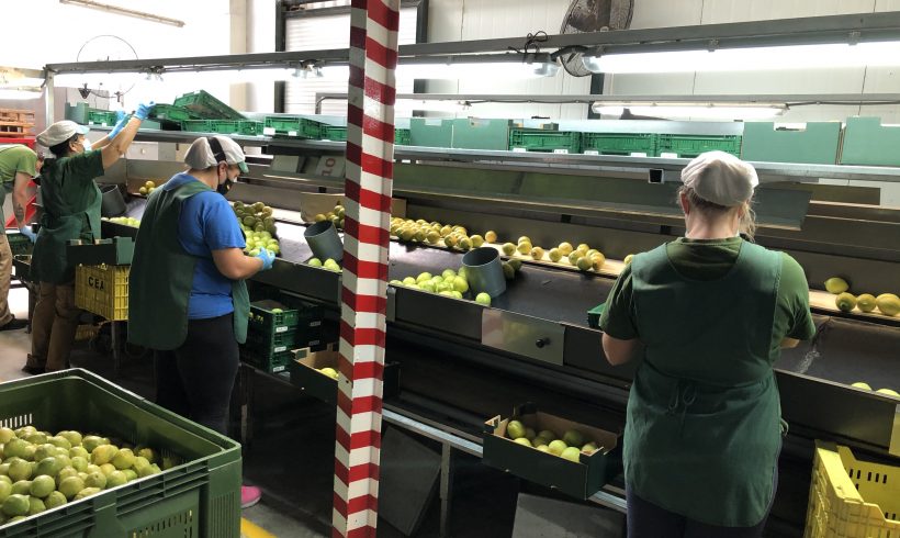 SERVIAGRO 2000, primera central hortofrutícola certificada por SOHISCERT  frente a la COVID-19