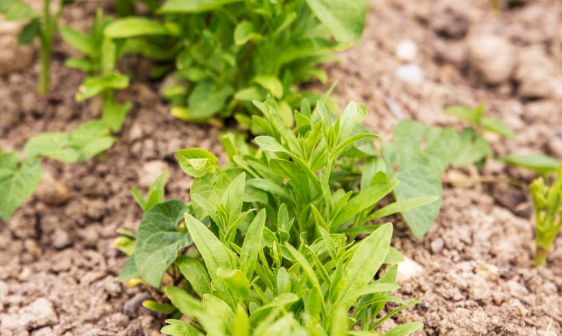 Camelina, alternativa en rotación de cultivos y alimentación animal