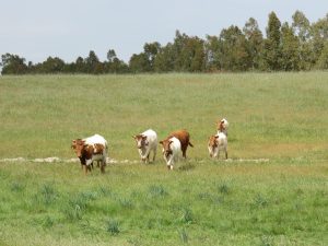 Medida 11: Agricultura Ecológica