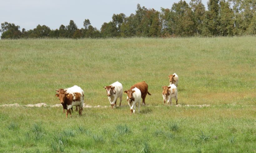 Abierta la Convocatoria para el año 2021 de subvenciones a la Medida 10: Agroambiente y Clima y a la Medida 11: Agricultura Ecológica Abierta la Convocatoria para el año 2021 de subvenciones a la Medida 10: Agroambiente y Clima y a la Medida 11: Agricultura Ecológica