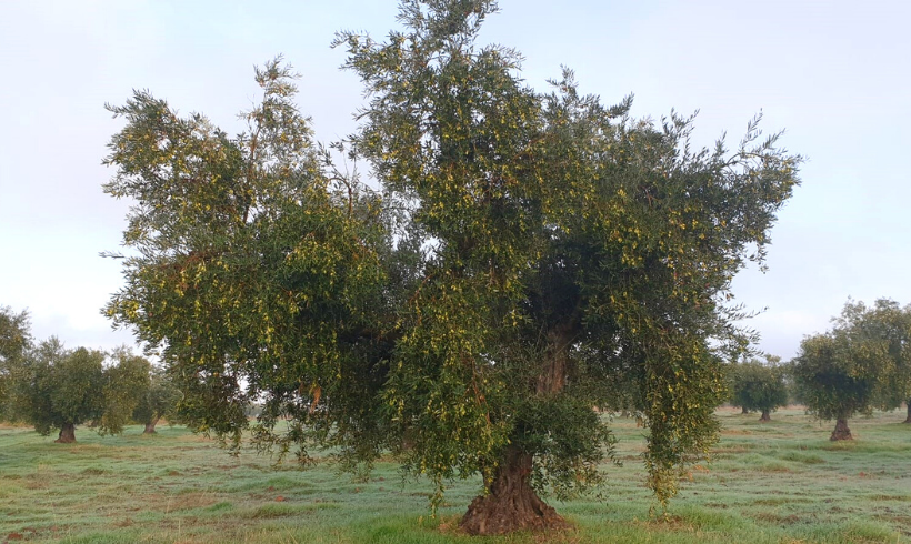 Ayudas para la Producción y Comercialización de Productos Agroalimentarios de Calidad Diferenciada en Castilla La Mancha Ayudas para la Producción y Comercialización de Productos Agroalimentarios de Calidad Diferenciada en Castilla La Mancha