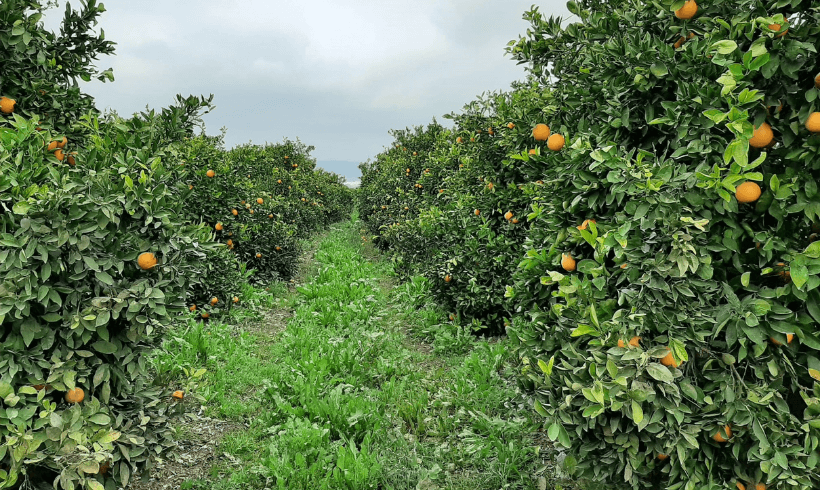 El Consejo de Gobierno Andaluz ha tomado conocimiento de la resolución de ayudas a la Agricultura y Ganadería Ecológica El Consejo de Gobierno Andaluz ha tomado conocimiento de la resolución de ayudas a la Agricultura y Ganadería Ecológica