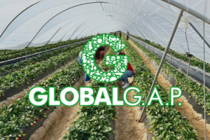 Recuadro GLOBALG.A.P.